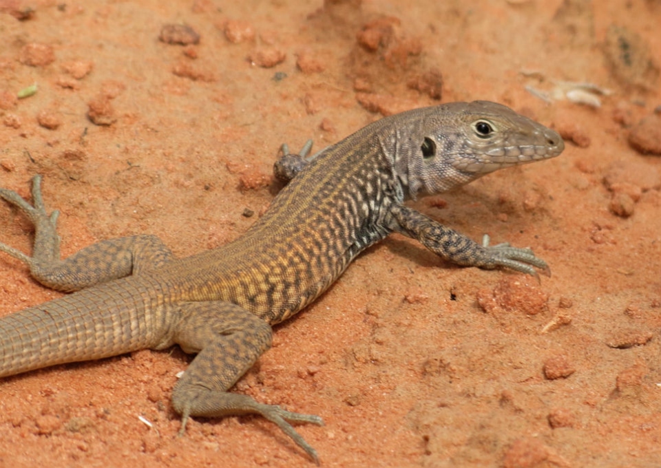 Western Whiptail